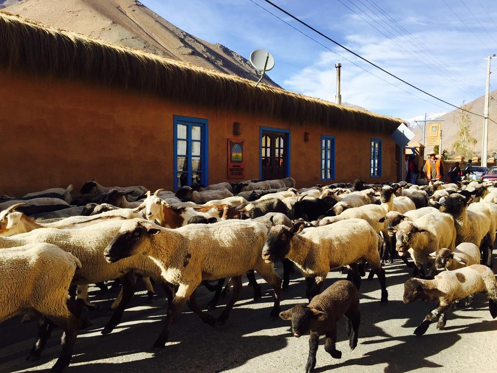 Refugio Misterios Del Elqui Bed & Breakfast Pisco Elqui Dış mekan fotoğraf